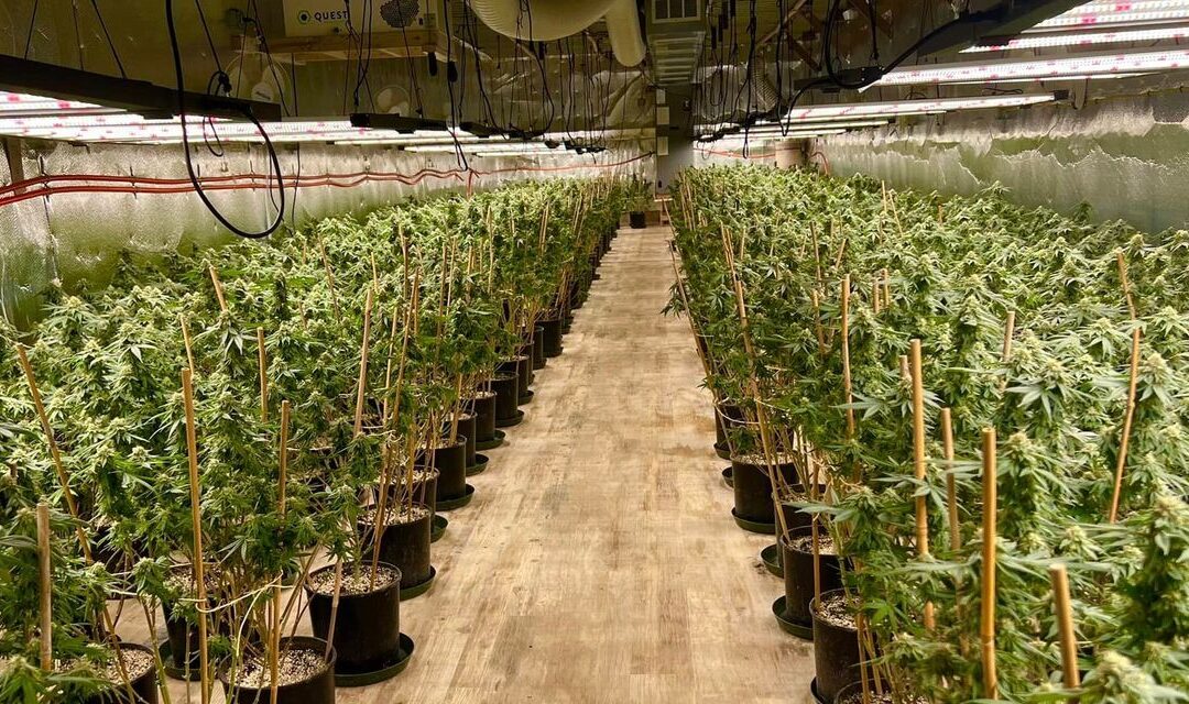 Chinese Marijuana Operations Crops Up in Small-Town America...