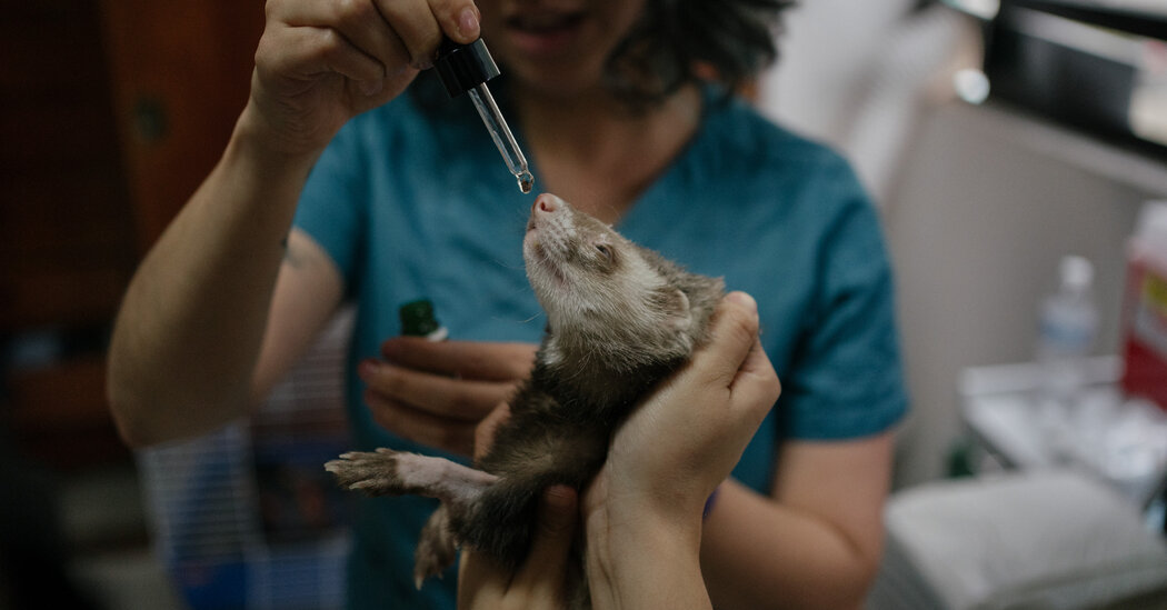 Mammals With the Munchies: Curing Animals With Cannabis...