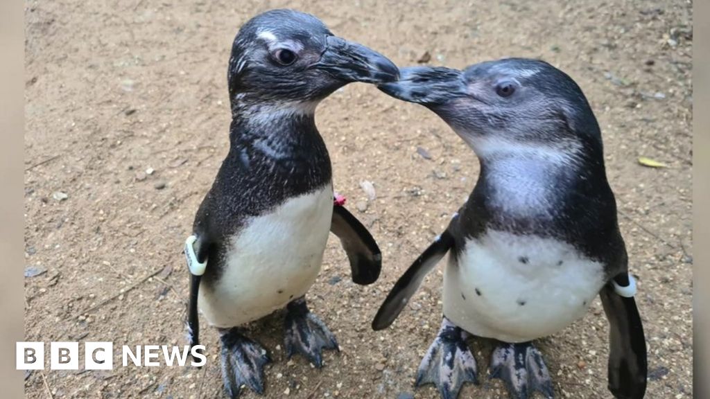 Farnham penguin finds 'guide bird' in one of her friends