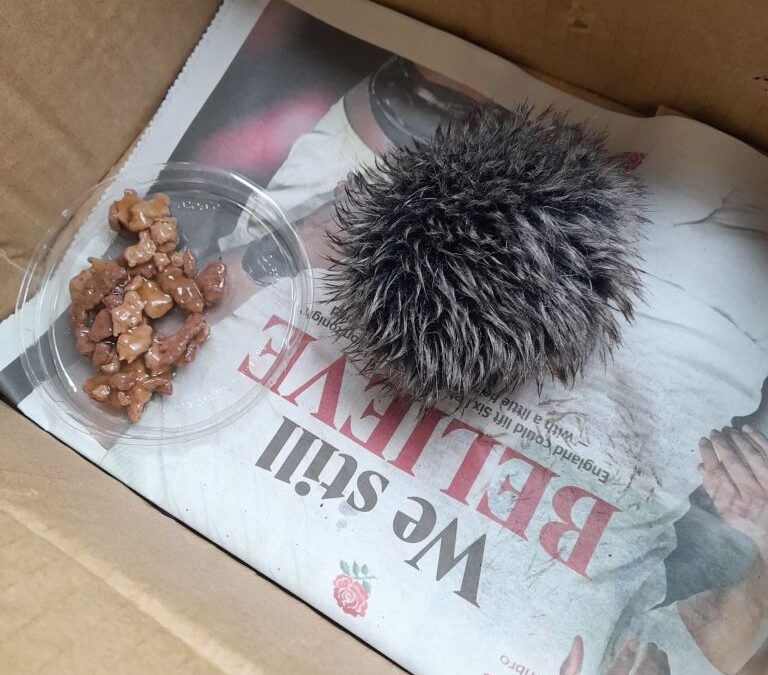 Animal-lover rushes sick baby hedgehog to vet — only to find out she’s been caring for a hat pom-pom