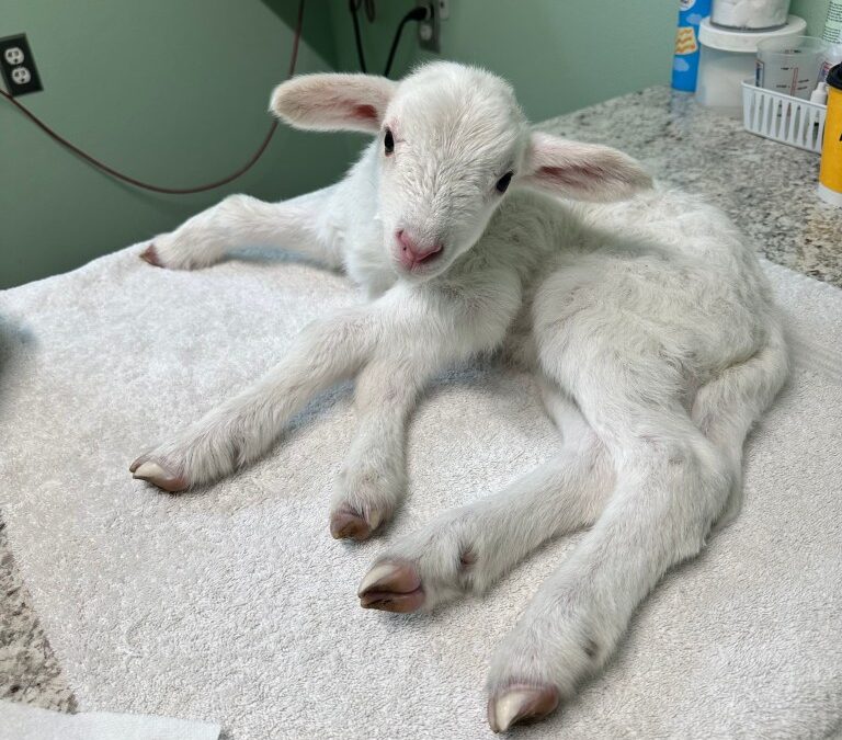 Good Samaritan rescues 5-legged lamb, seeks life-saving surgery funds