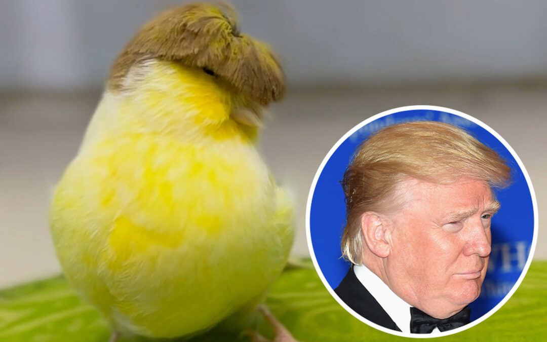 Hail to the chirp — pet bird with iconic Trump hairdo goes viral
