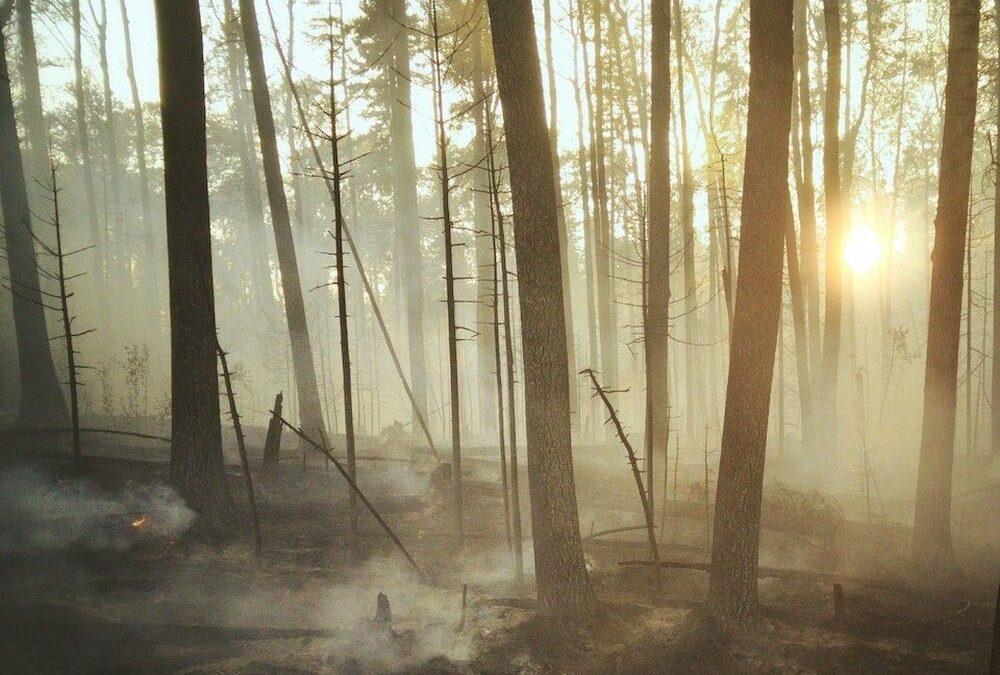 Raymond J. de Souza: When trust falls in the forest, can anybody hear?