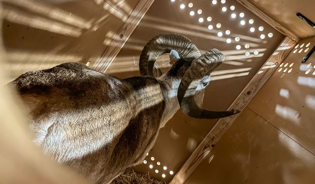 Cloned and genetically modified animals entering black market...