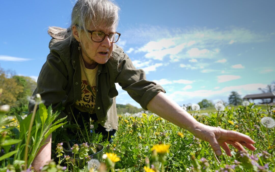 Foraging revival: Wild food enthusiasts reconnecting with nature...