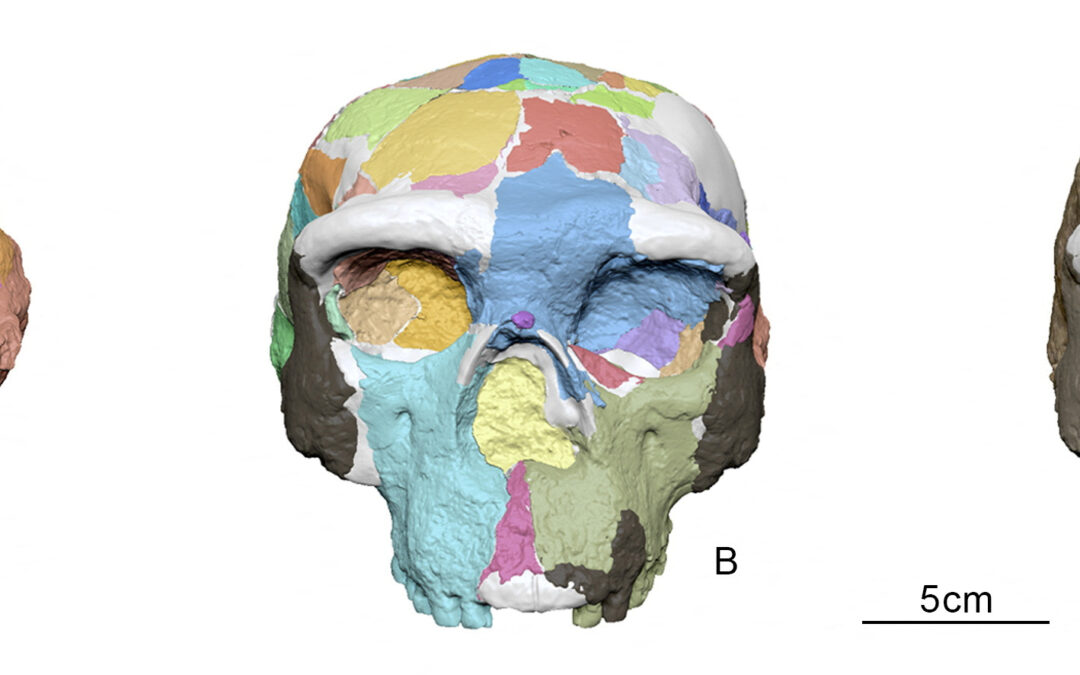 1M-year-old skull discovery could change everything we know about human evolution