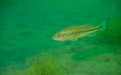 STUDY: Michigan Lake Fish Shrinking, Scientists Left Baffled…