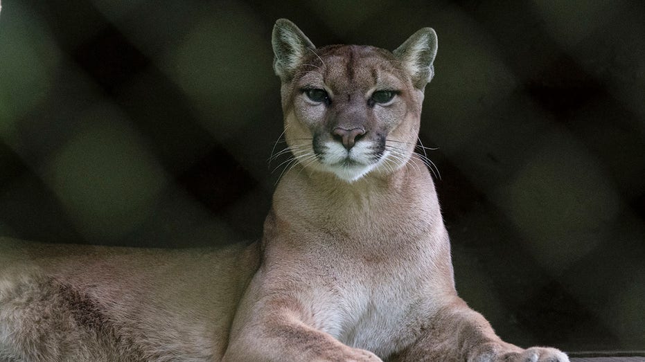 Runner fought off mountain lion with stick just weeks before fatal attack on same Colorado trail