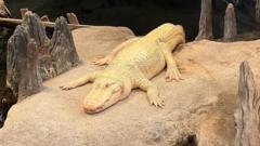 Goodbye gator, see you later: San Francisco mourns its beloved albino alligator