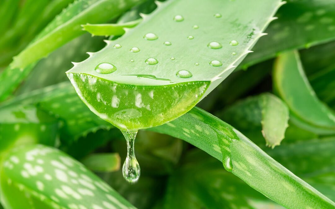 Aloe could be secret weapon in fighting Alzheimer's...