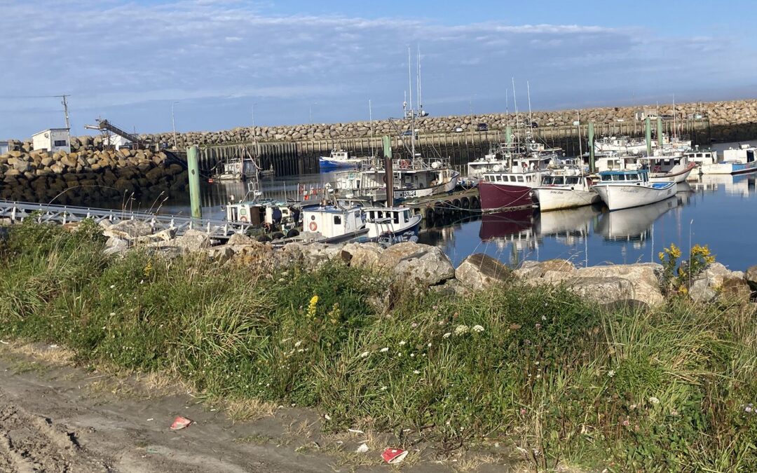 Wild pigs, giant goldfish, bugs that won't die: Invaders 'absolutely everywhere' in Canada...