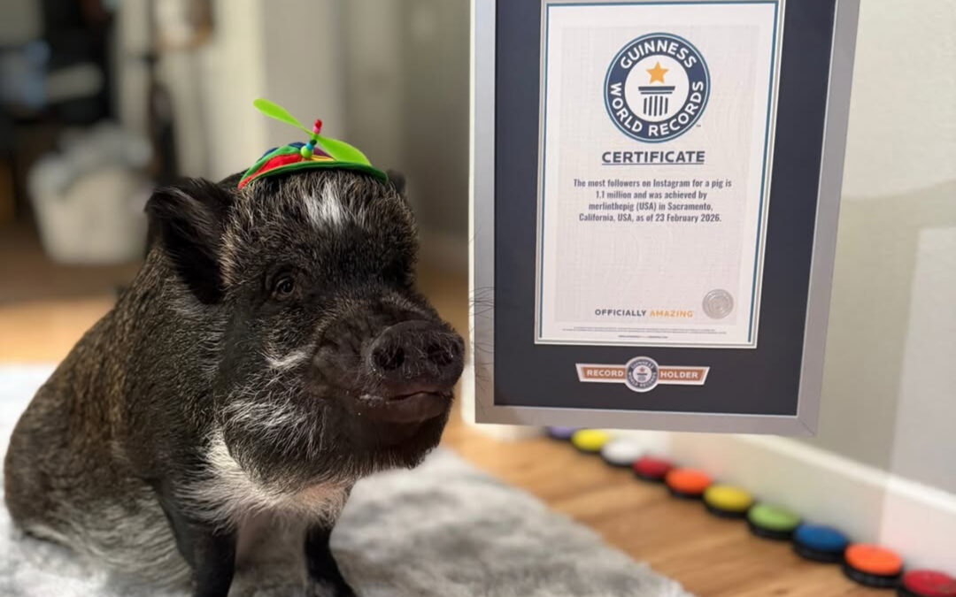 Pet pig that talks with buttons earns world-record IG following