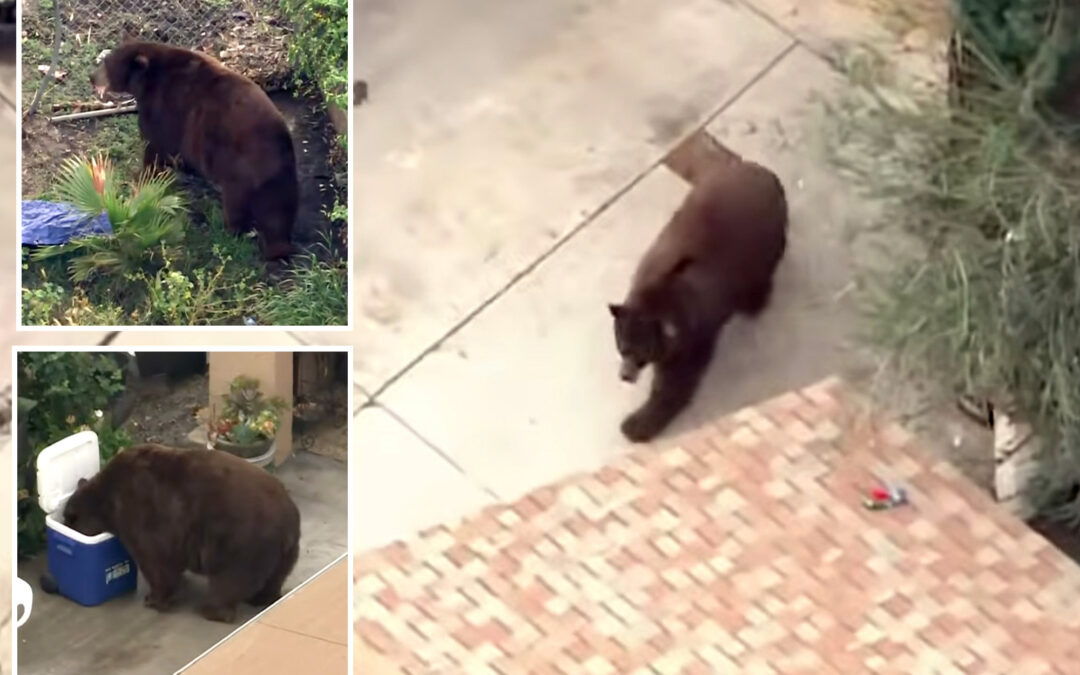 Bear gets comfy in SoCal town as neighbors embrace ferocious friend with memes, tributes