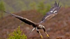 Golden eagles’ return to English skies gets government backing