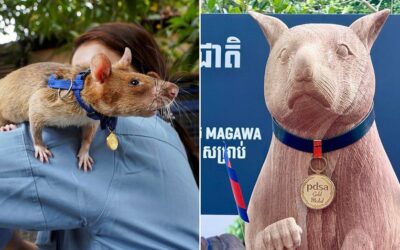 Seven-foot statue unveiled honoring Magawa, award-winning rat who found more than 100 landmines in Cambodia