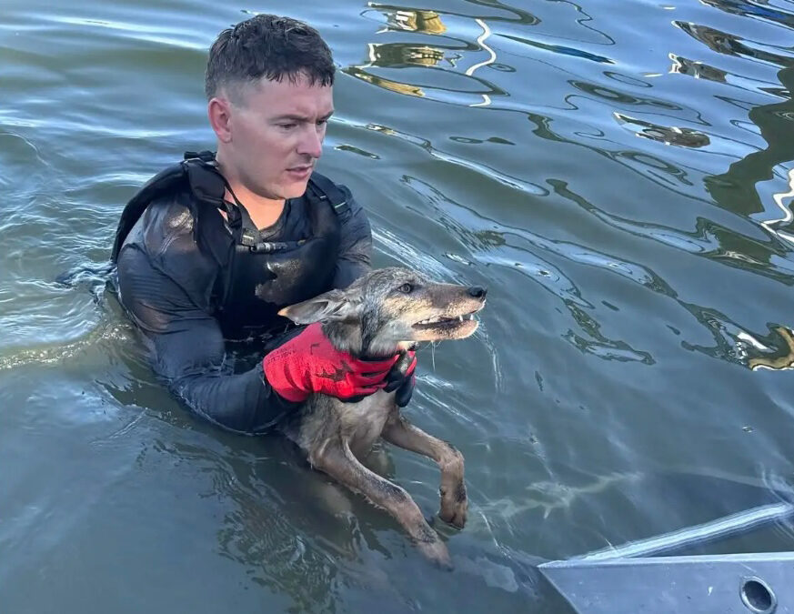 Stunned firefighters rescue ‘dog’ from Florida lake that turned out to be coyote pup