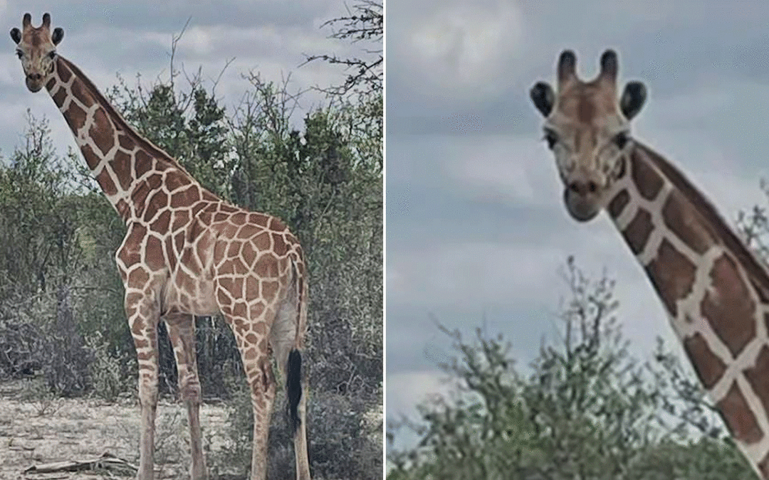 Missing 1200-pound giraffe Gracie found 2 weeks after wandering away from ranch in viral search