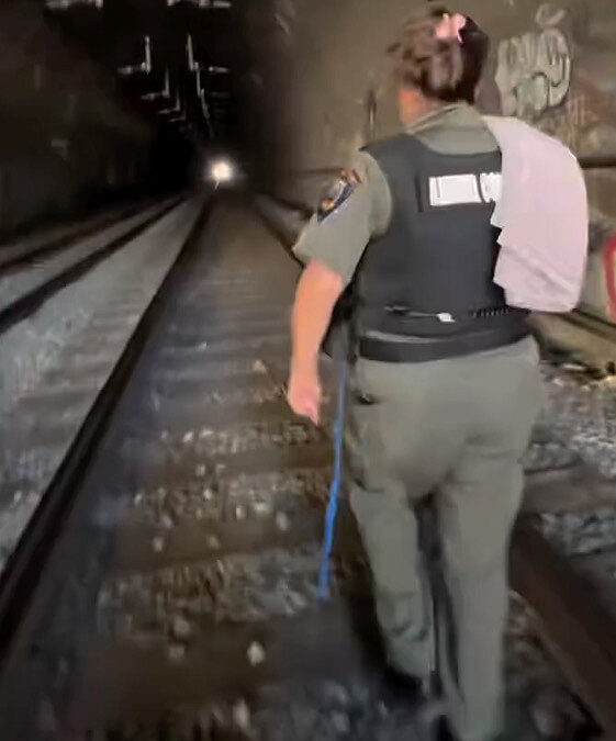 Terrified pup survives 2 days in pitch-black California tunnel before dramatic rescue