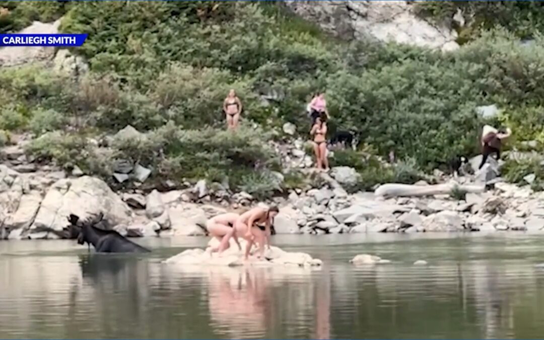 Moose gets shockingly close to Colorado swimmers: video