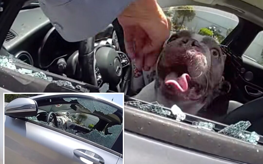 Dramatic moment cops save 5 dogs nearly cooked alive in hot car