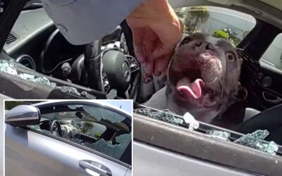 Dramatic moment cops save 5 dogs nearly cooked alive in hot car
