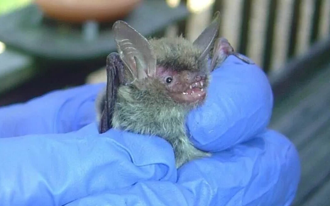 Quarantine horror for Martha's Vineyard as experts warn over risk from deadly infected BATS...