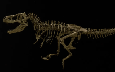 ‘Winning the lottery’: Preserved fossil tissue reveals shocking cause of death for largest T. Rex ever found