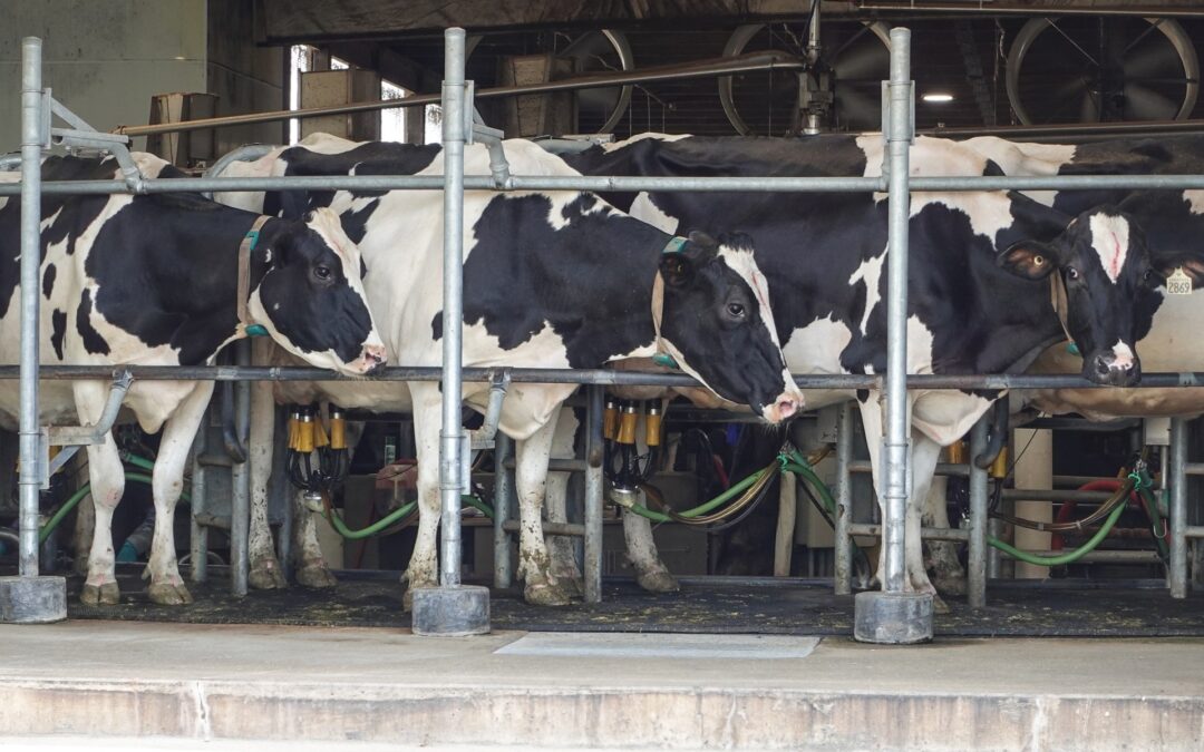 Trump tariffs hit Canada’s dairy farmers as US sales stall